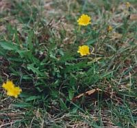 pimp my lawn takes care of over 100 common broadleaf weeds in your lawn broadleaf weeds