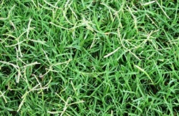 Say Goodbye To Pasaplum And Couch In Your Lawn