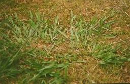 Say Goodbye To Pasaplum And Couch In Your Lawn