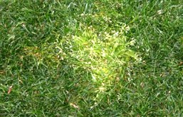 Say Goodbye To Pasaplum And Couch In Your Lawn